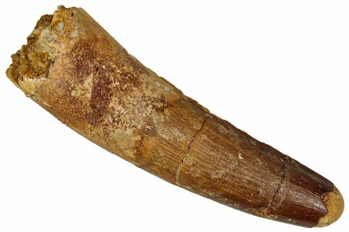 Fossil Spinosaurus Tooth - Real Dinosaur Tooth #350072